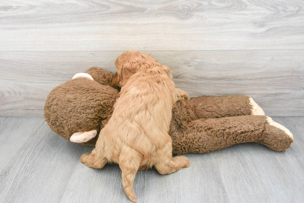 Friendly Cavapoo Baby
