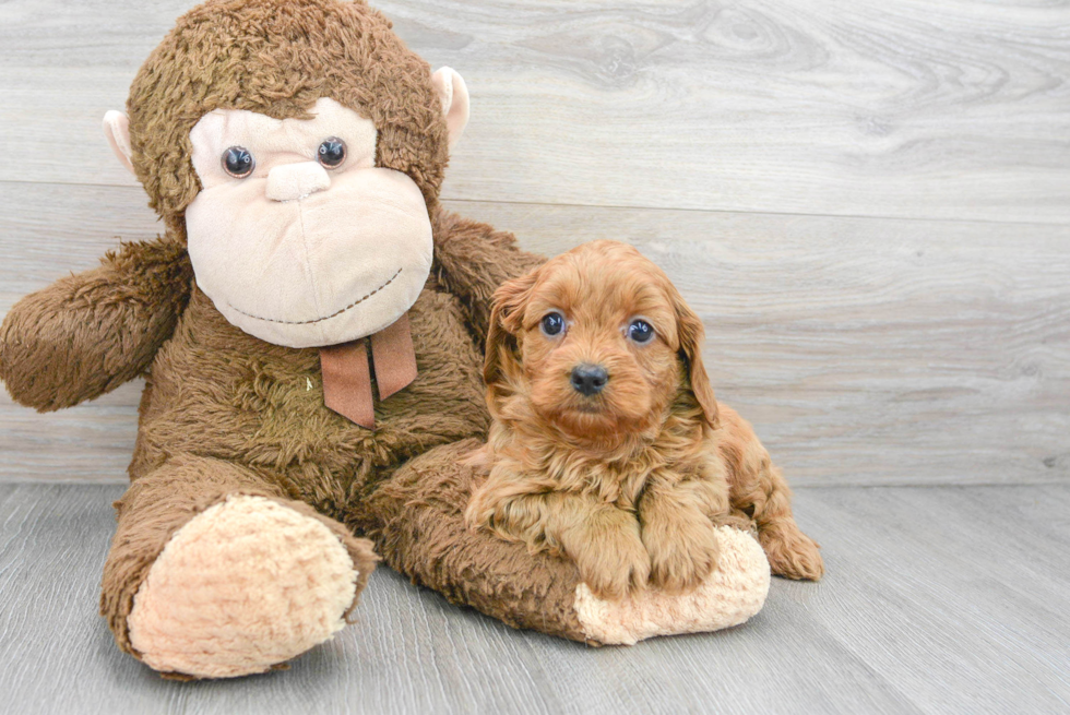 Cavapoo Pup Being Cute