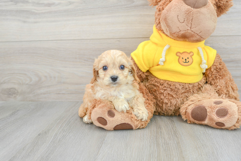 Cavapoo Pup Being Cute