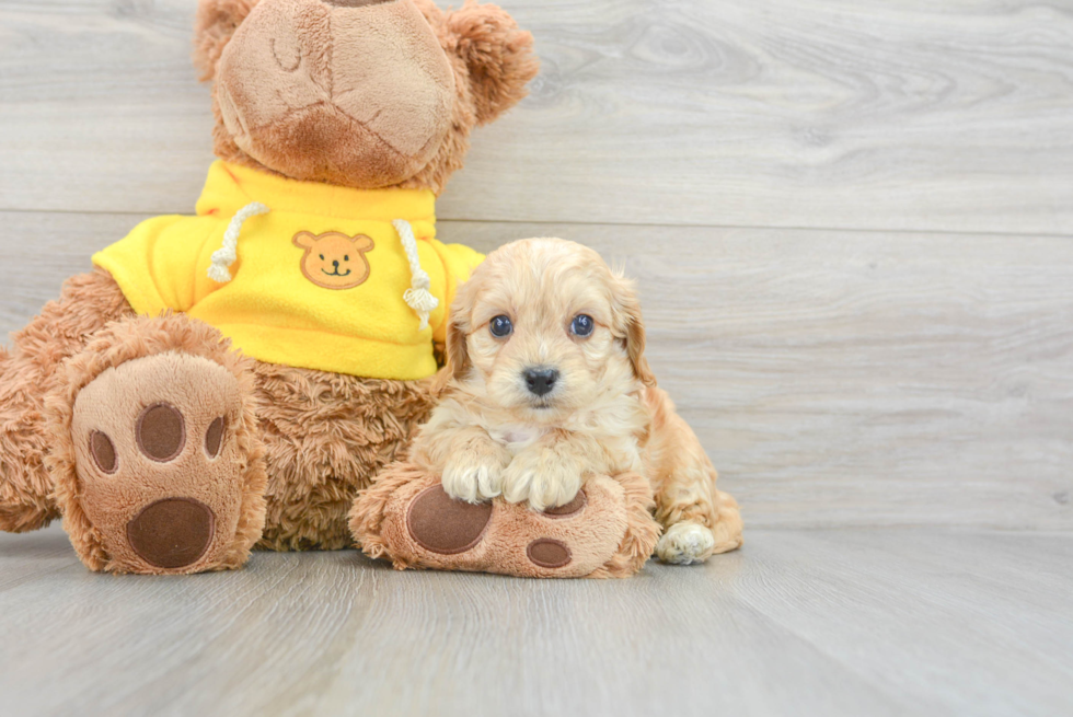 Cavapoo Puppy for Adoption