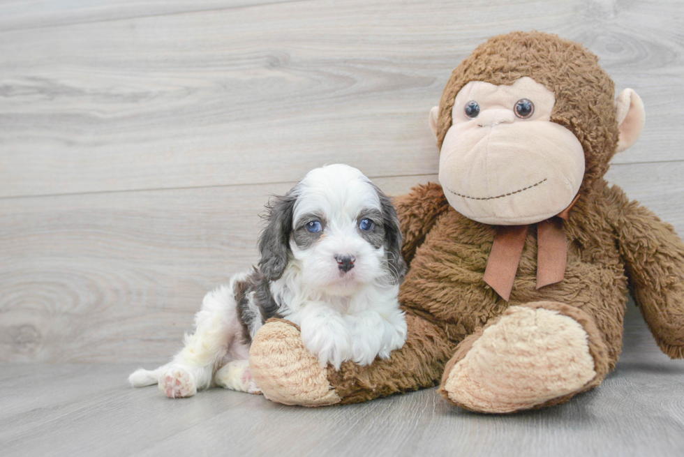 Cavapoo Pup Being Cute