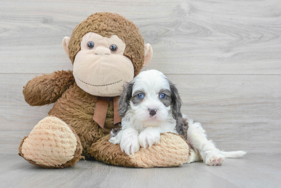 Cavapoo Pup Being Cute