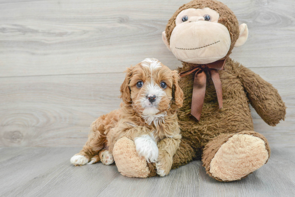 Best Cavapoo Baby