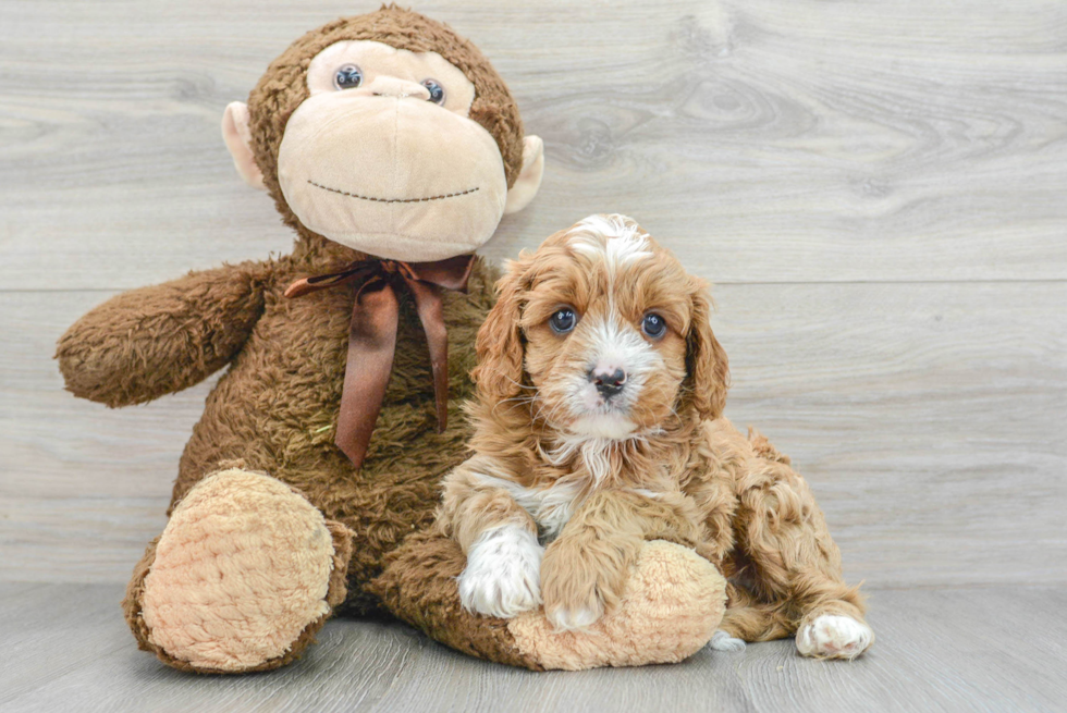 Cavapoo Pup Being Cute