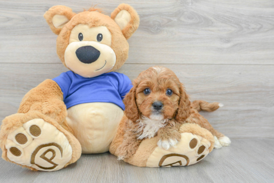 Cavapoo Puppy for Adoption