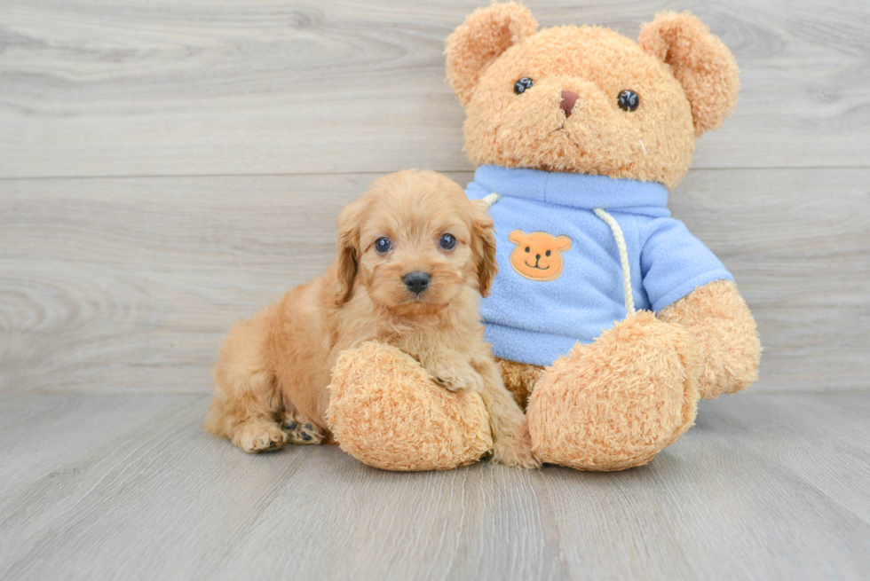 Cavapoo Pup Being Cute