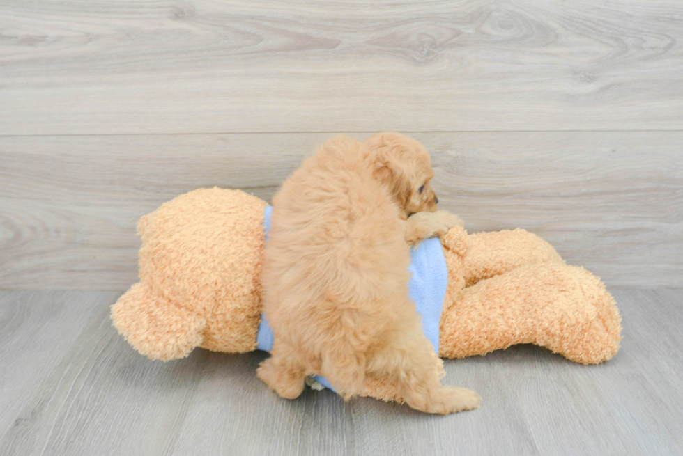 Cavapoo Pup Being Cute