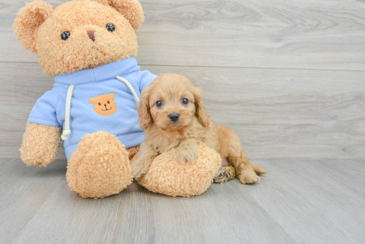 Small Cavapoo Baby