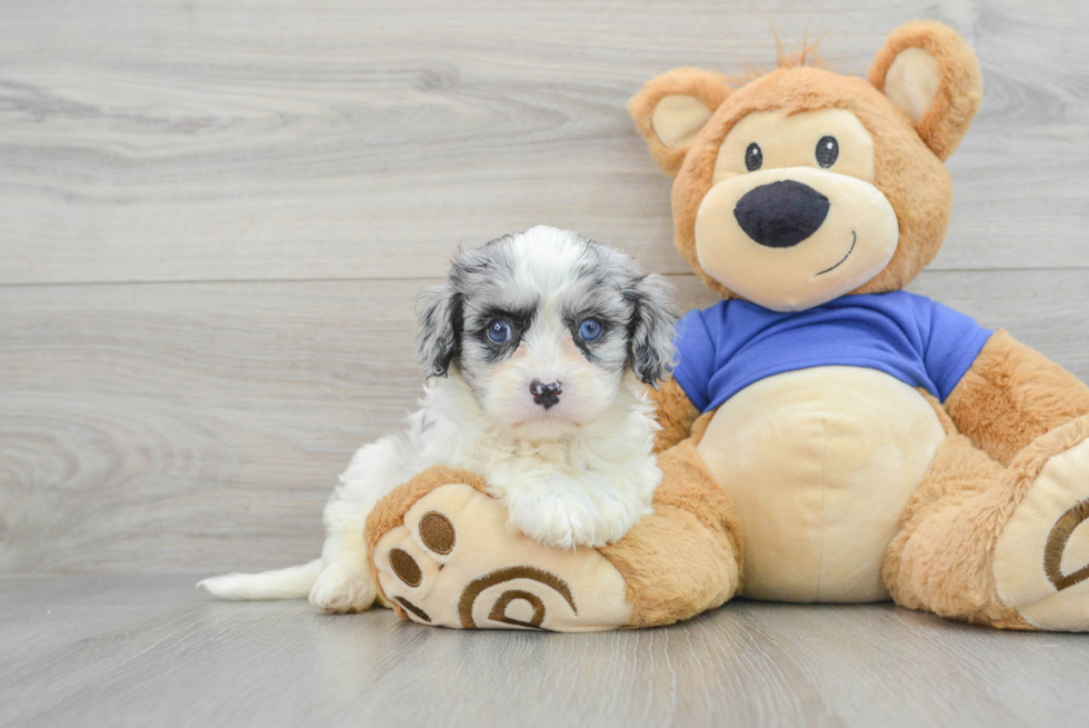 Cavapoo Pup Being Cute