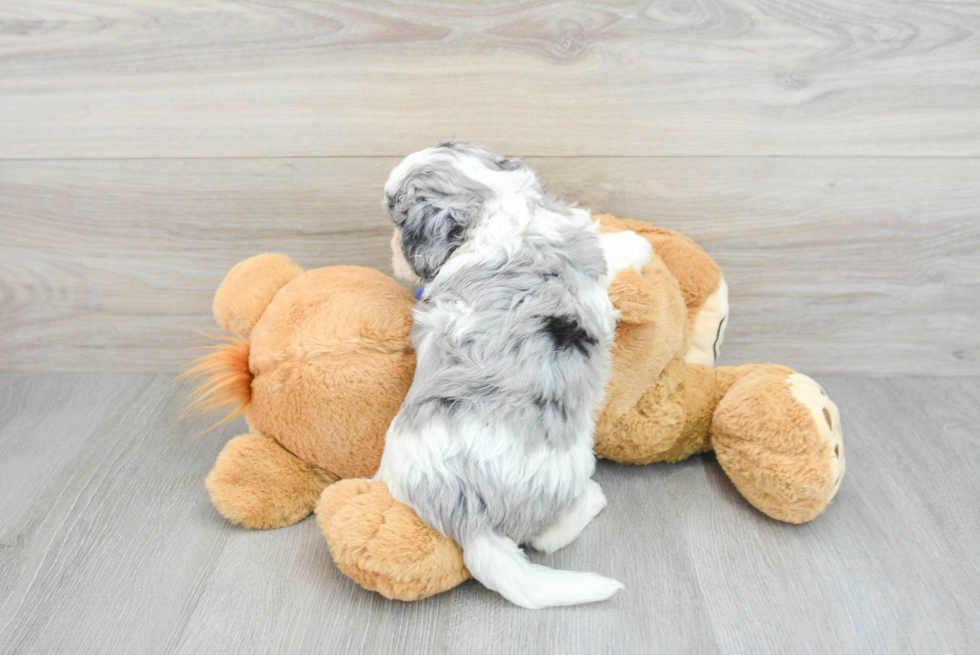 Adorable Cavoodle Poodle Mix Puppy