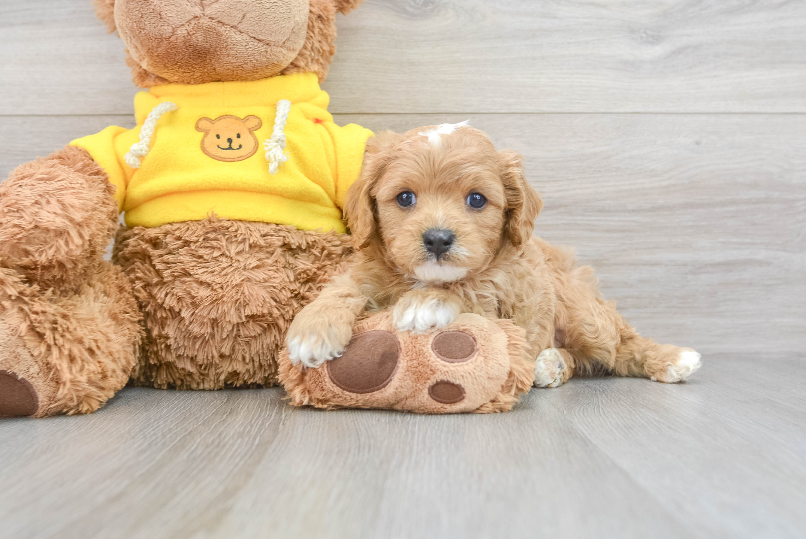 Adorable Cavoodle Poodle Mix Puppy