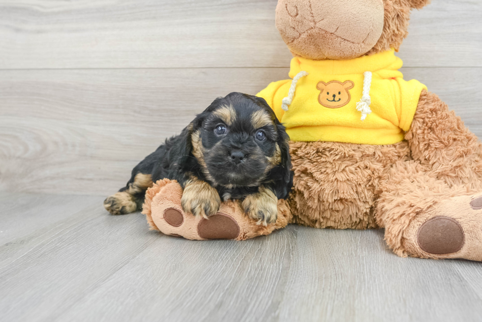 Cavapoo Pup Being Cute