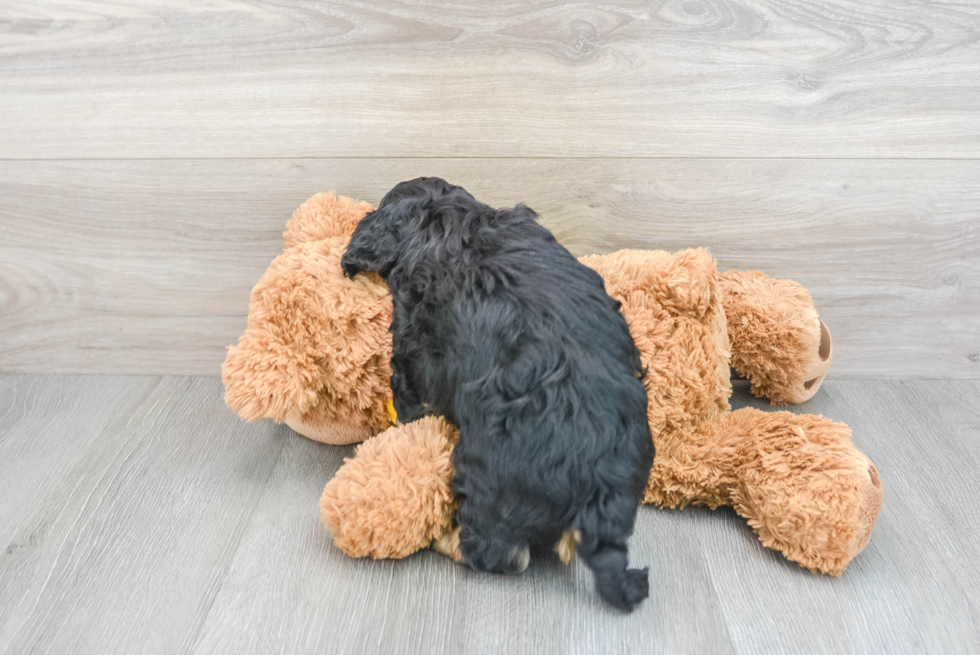 Small Cavapoo Baby