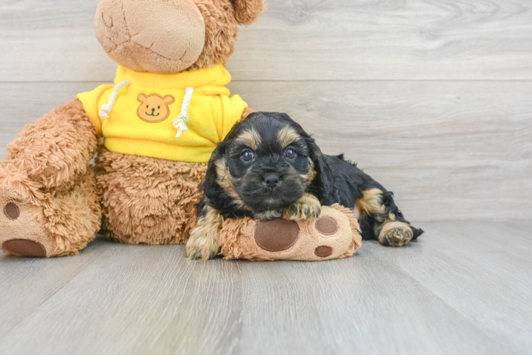 Energetic Cavoodle Poodle Mix Puppy