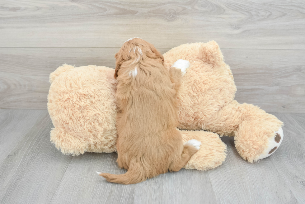 Fluffy Cavapoo Poodle Mix Pup