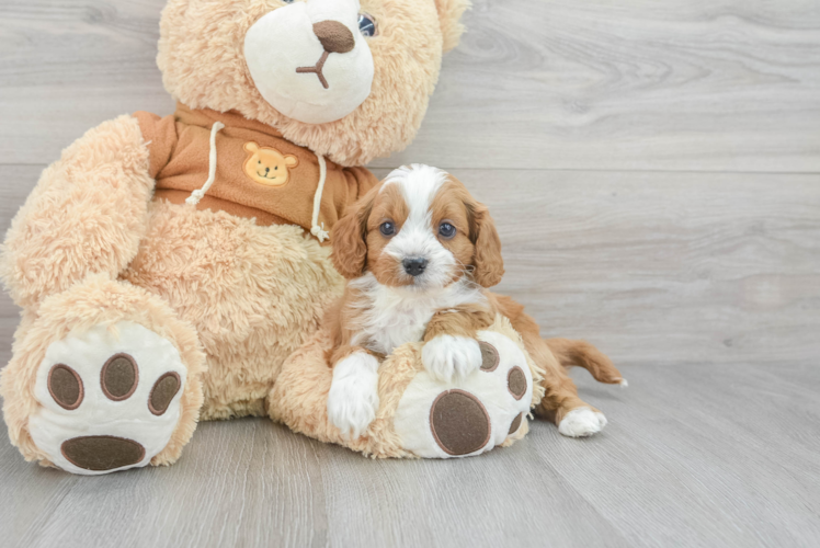 Friendly Cavapoo Baby