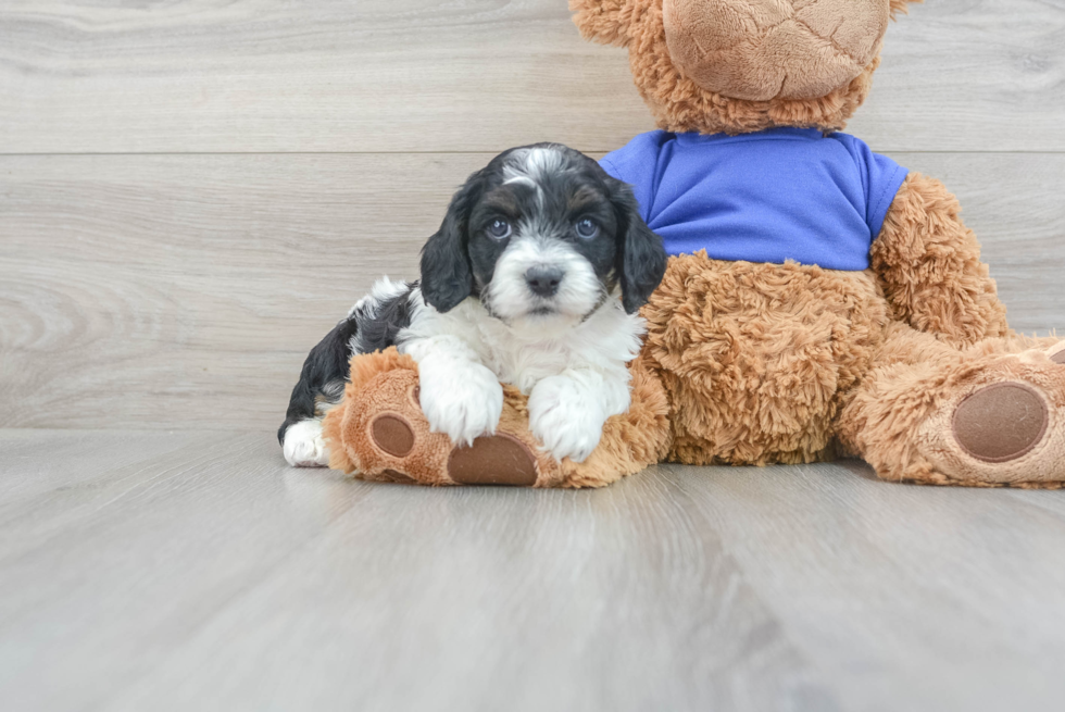 Cavapoo Puppy for Adoption