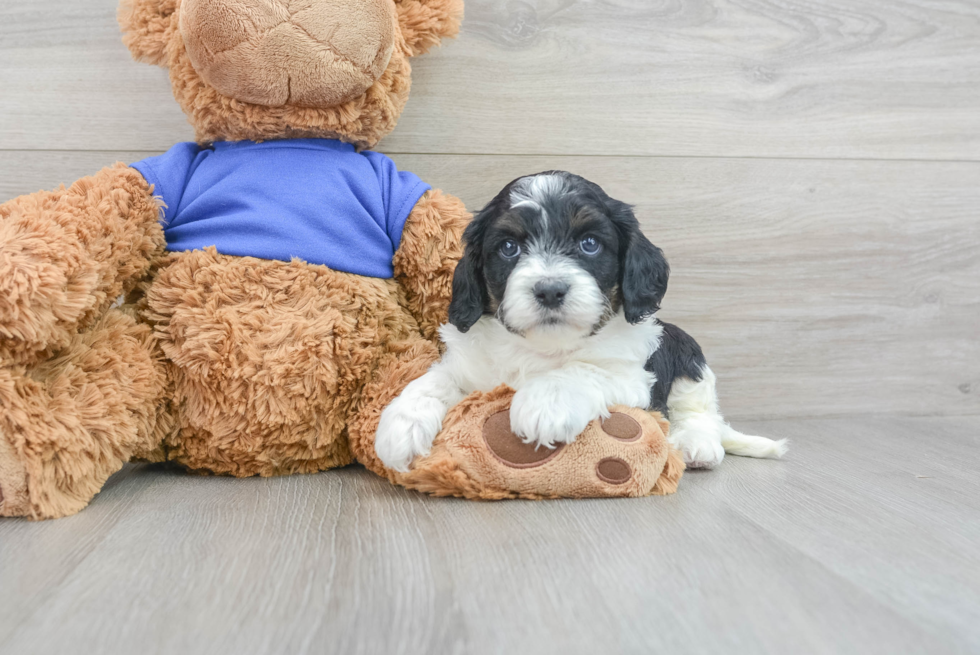 Cavapoo Pup Being Cute