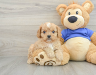 7 week old Cavapoo Puppy For Sale - Premier Pups