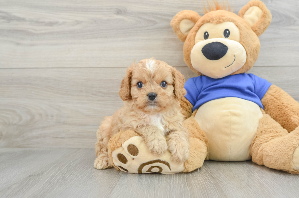 7 week old Cavapoo Puppy For Sale - Premier Pups