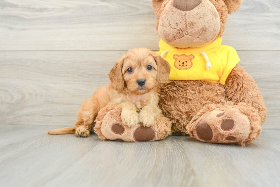 Cavapoo Puppy for Adoption