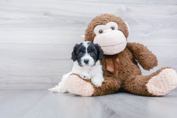 Cavapoo Puppy for Adoption