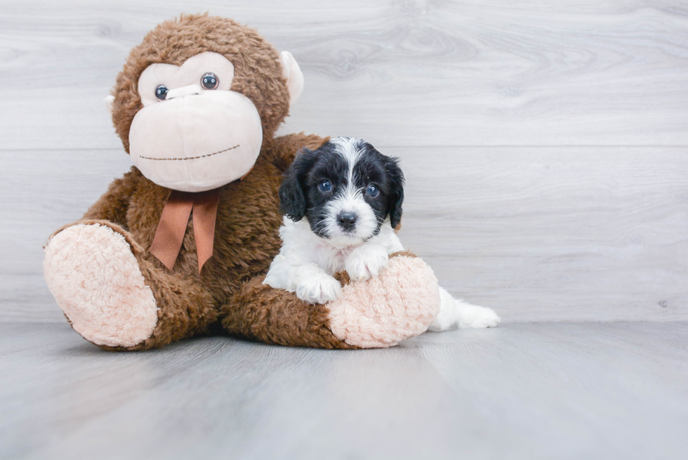 Energetic Cavoodle Poodle Mix Puppy