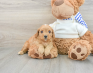 8 week old Cavapoo Puppy For Sale - Premier Pups