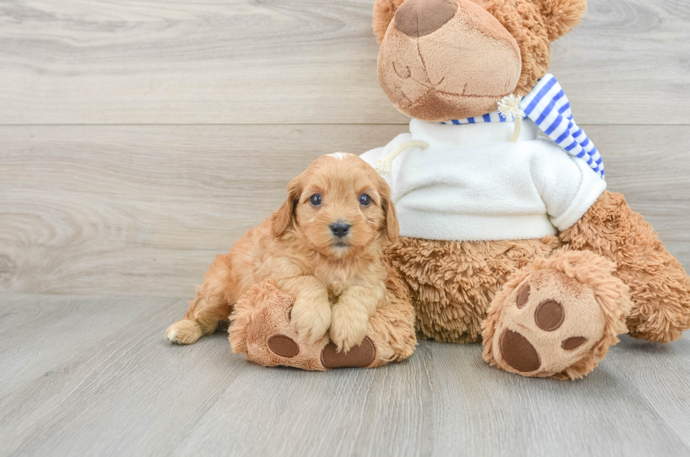 7 week old Cavapoo Puppy For Sale - Premier Pups