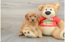 Energetic Cavoodle Poodle Mix Puppy