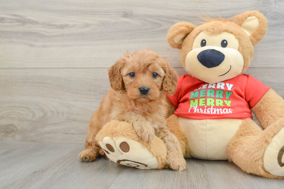 Energetic Cavoodle Poodle Mix Puppy