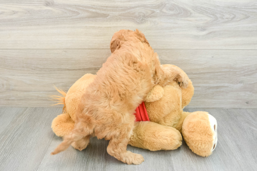 Cavapoo Pup Being Cute