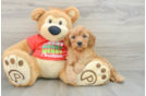 Cavapoo Pup Being Cute