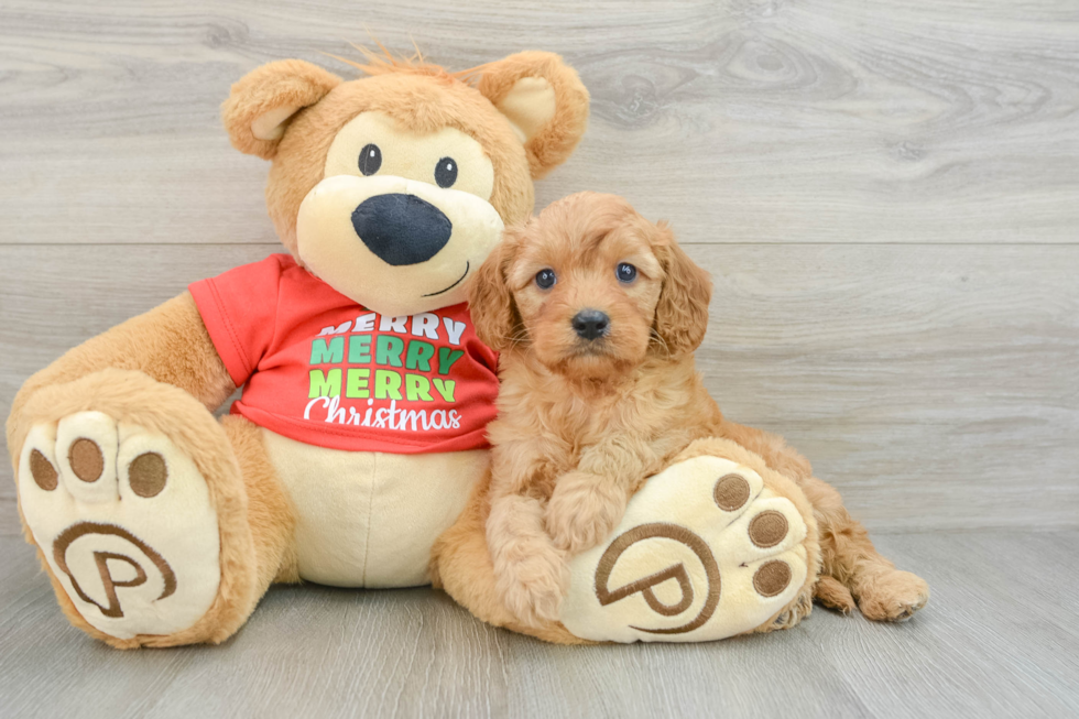 Cavapoo Pup Being Cute