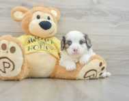 6 week old Cavapoo Puppy For Sale - Premier Pups