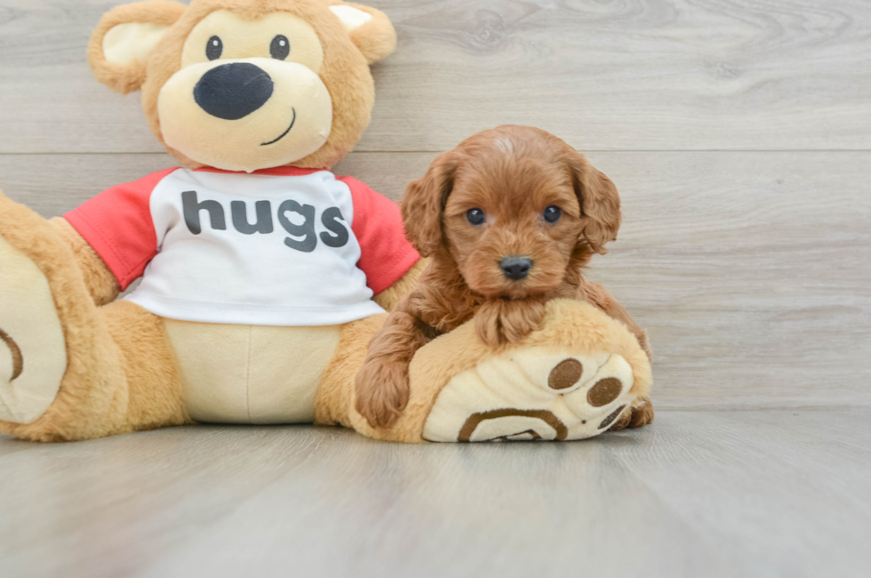 5 week old Cavapoo Puppy For Sale - Premier Pups