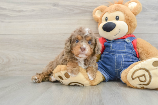 Cavapoo Pup Being Cute