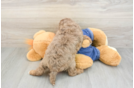 Best Cavapoo Baby