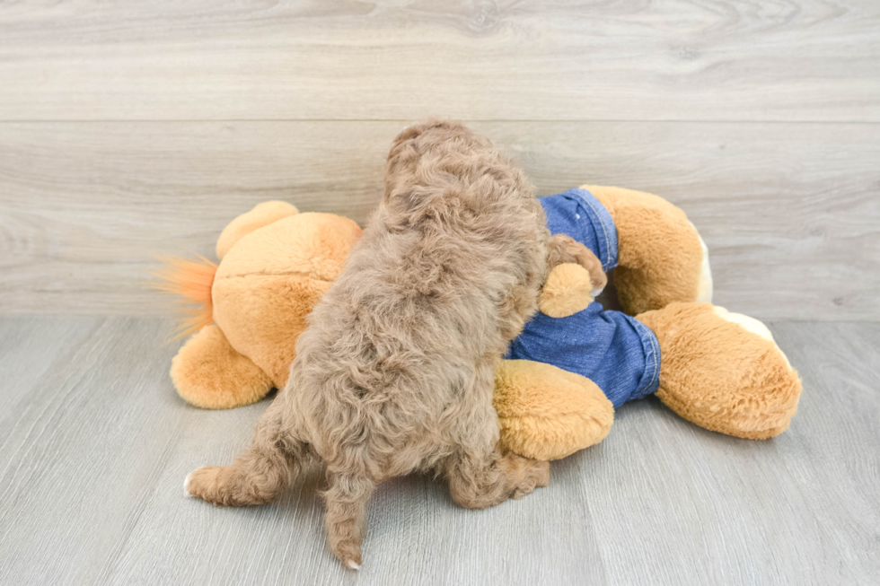Best Cavapoo Baby