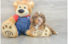 Petite Cavapoo Poodle Mix Pup