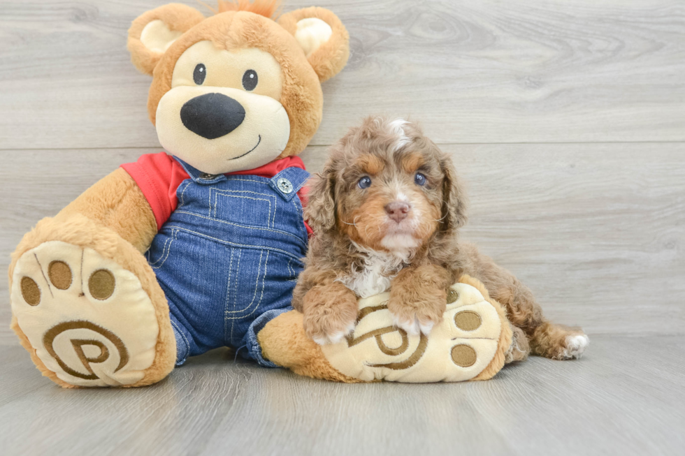 Petite Cavapoo Poodle Mix Pup