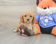 8 week old Cavapoo Puppy For Sale - Premier Pups