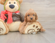 7 week old Cavapoo Puppy For Sale - Premier Pups