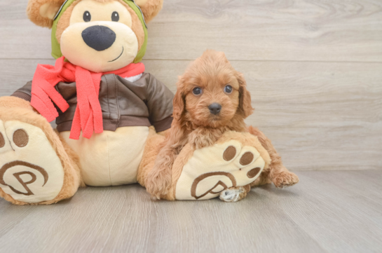 Cavapoo Puppy for Adoption