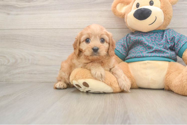 Fluffy Cavapoo Poodle Mix Pup