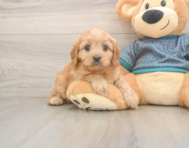 9 week old Cavapoo Puppy For Sale - Premier Pups