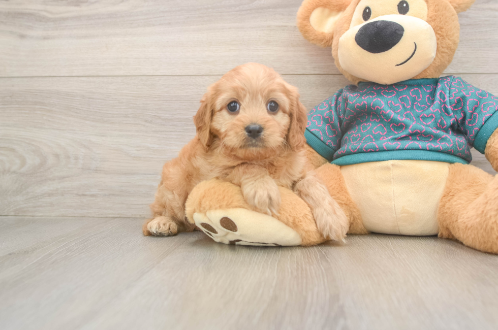 9 week old Cavapoo Puppy For Sale - Premier Pups