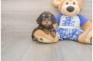Best Cavapoo Baby