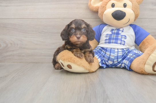 Best Cavapoo Baby