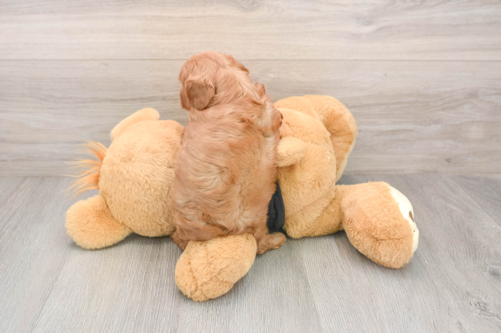 Friendly Cavapoo Baby